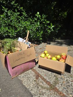 Gravenstein Apples