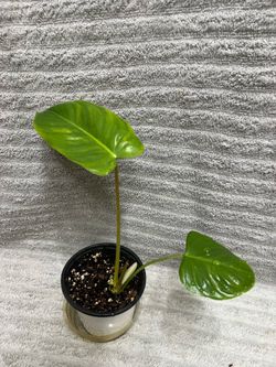 Indoor Live Plant