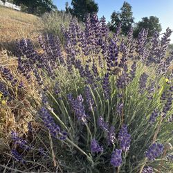 Lavender Plants Flowers Sachets 