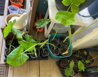 *$1 to $10* Various Size Elephant Ear Plants 🔻SEE ALL PICTURES & INFO BELOW🔻