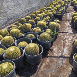 Spring Planting Sale