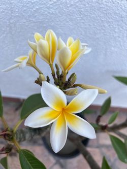 Potted 40” Plumeria Alba (white frangipani) White and Yellow Plumeria Plant