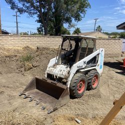 Bobcat