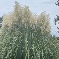 Pampas Grass Brooms Available 
