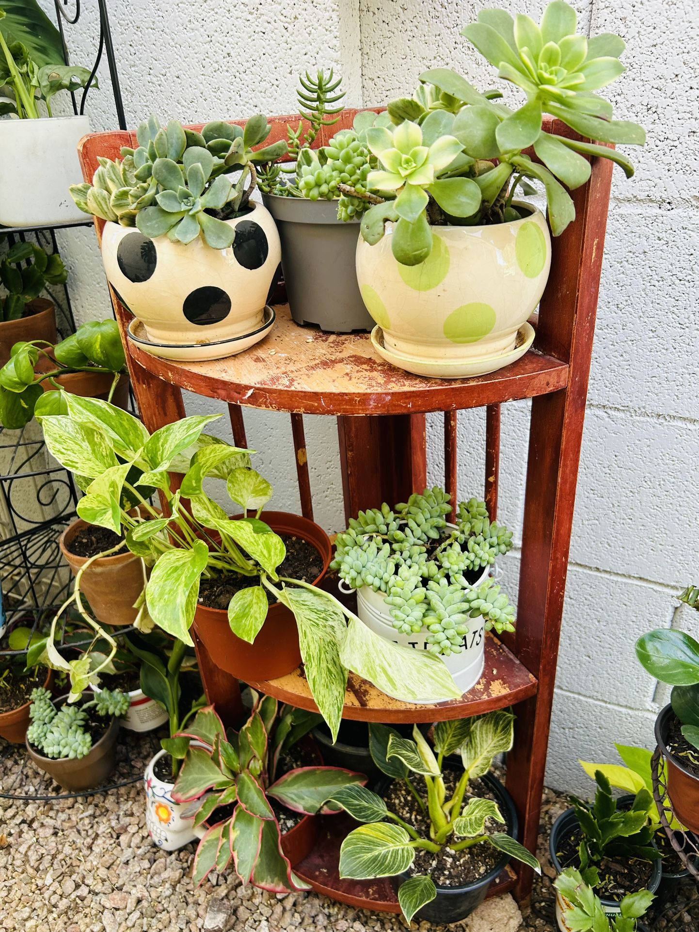 Succulents Party Pot Live Plants Home Decor Houseplants - 10 each PHX