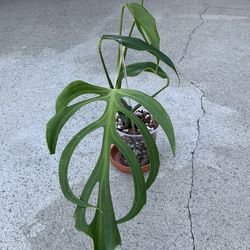 Monstera Burle Marx Flame