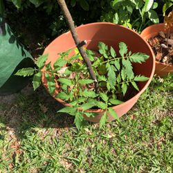 roma tomato plant w pot and soil