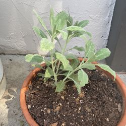 California Native White Sage Seedling Organic