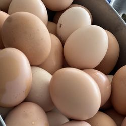 Fresh /chicken eggs
