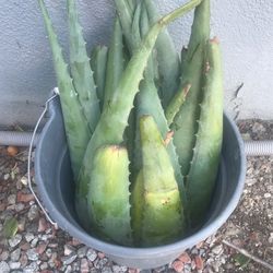 Pencas De Savila