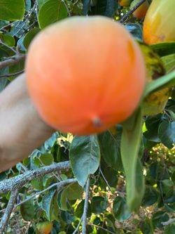 Hachiya Organic free persticides very sweet fruit 2 for $1