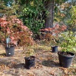 Japanese Maple Tree 