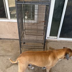 Bird Cage
