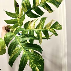 RARE Mature Epi Golden Flame 