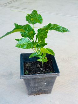 Passion Fruit  Plants 🌱