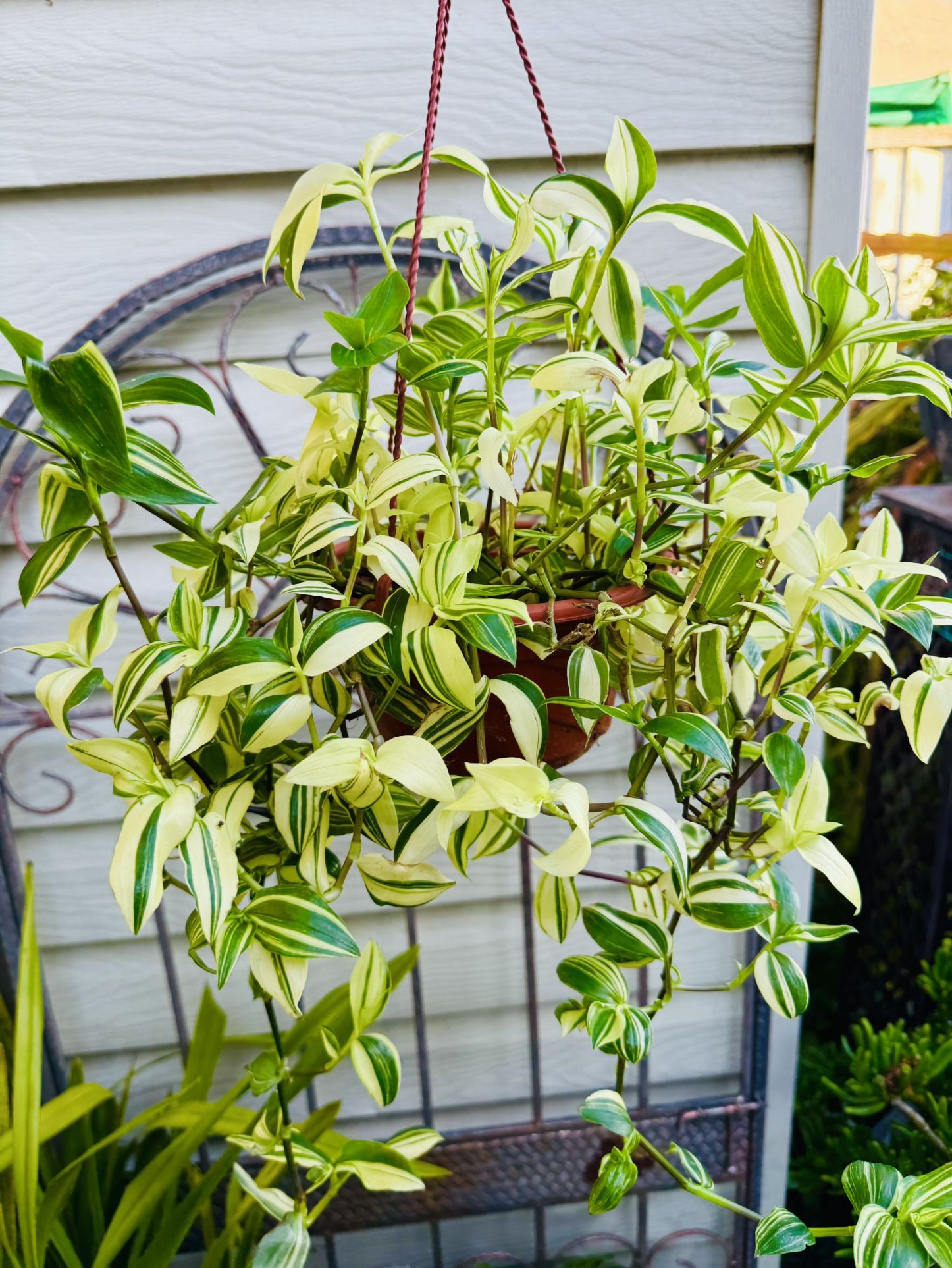 Variegated Tri Color Wandering Jew - Indoor/outdoor Plant - Very Easy To Grow