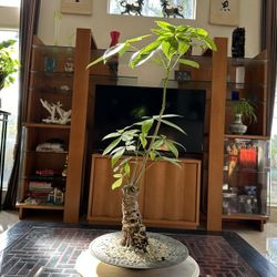 Money Tree Bonsai