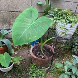 Elephant Ear Plant 