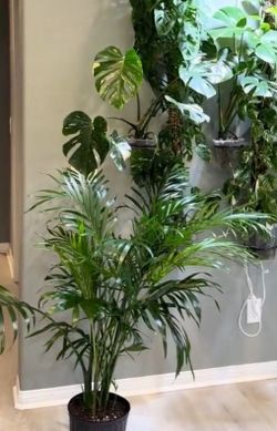Lush Majesty Palm plant/ indoor Plant/ house Plant/ flower patio garden starter
