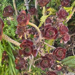 Succulents Clippings of Kalanchoe & Aeonium - 20 for $5 