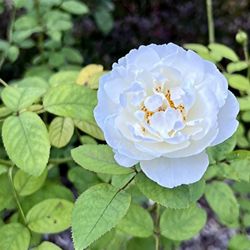 Rose plant Rosa Kristall in pot ready to plant