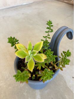Potted Outdoor Succulent Plant Arrangement