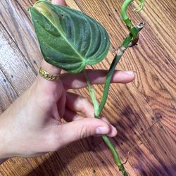 Philodendron Melanochrysum Variegated Rooted Top Cutting 