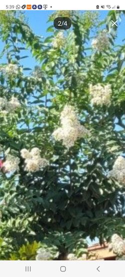 free white grape mirtle  healthy ready for you   plant