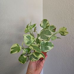 Pearls and Jade Plant Live