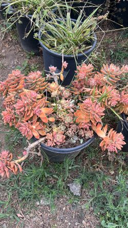 Graptosedum 'California Sunset