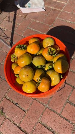 ONE BOX LEFT ‼️ (120 pieces Fuyu Persimmons) Very Sweet and Crunchy ‼️🍎🍅😝🍇🍓🍐🍏