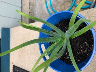 Aloe-Vera plant