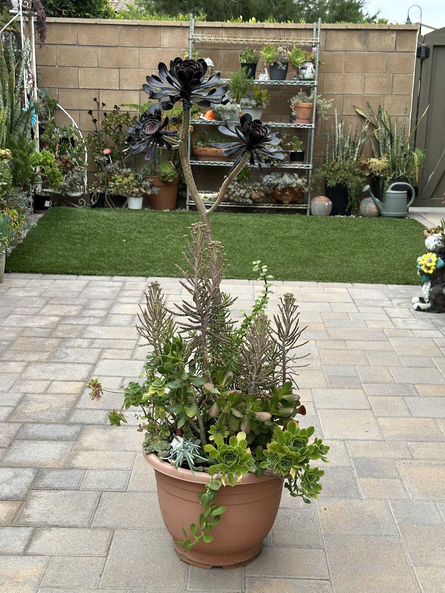 Assorted Succulent Plants