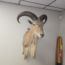 Taxidermy pieces