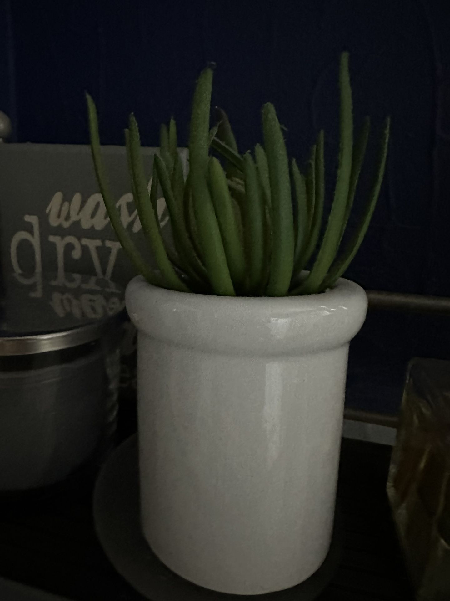 Decorative Succulents- Set