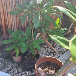 Plumerias AND Microwave