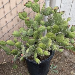 2 Cacti Plants - 15 Gallon Pots