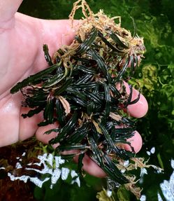New Bucephalandra In! Check Out All Out Aquarium Plants