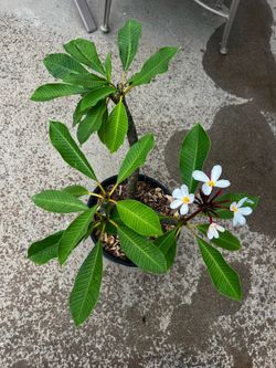 Plumeria Plant Rooted Healthy 3 Gallon