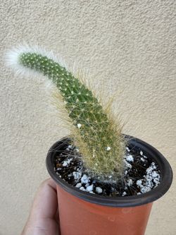 Plants for Sale (Monkey tail)