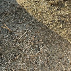 Organic Manure Goat