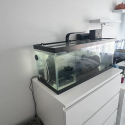 Fish Tank 