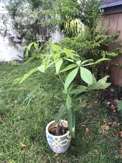 Planta Del Dinero 