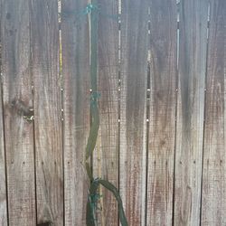 Sugar Dragon Dragón Fruit Plant around 6ft-$25