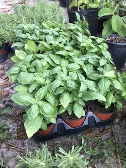 Organic Herb 4.5 inch pots