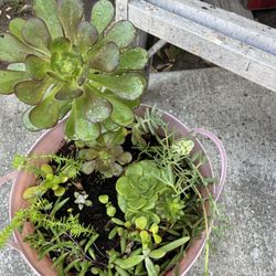 Succulents Arrangement $20
