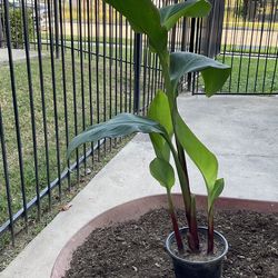 Canna Lily $15