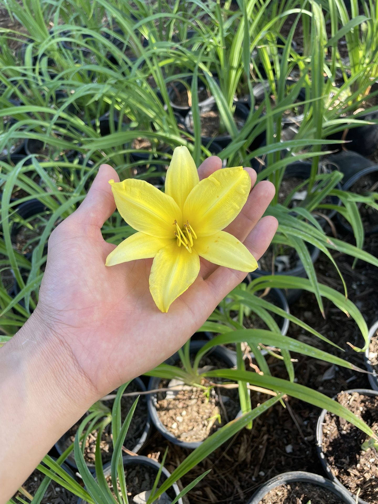 Yellow Day Lilly 1 Gallon Plant