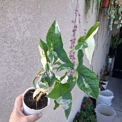 Variegated Syngonium Albo Plant $25