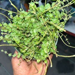 Peperomia prostrata 4 Inch Pot